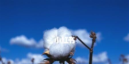 木棉花的花语与象征意义（揭示木棉花的美丽和寓意）
