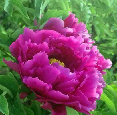 牡丹花的象征意义（探寻牡丹花的文化内涵与美学价值）