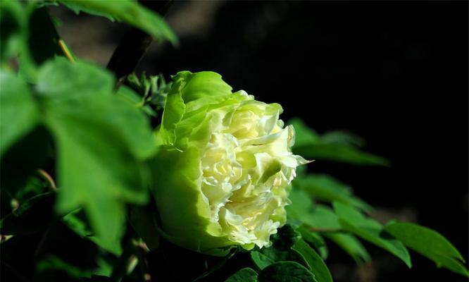牡丹盛放，花开寓意（探寻牡丹开花的花语与象征）