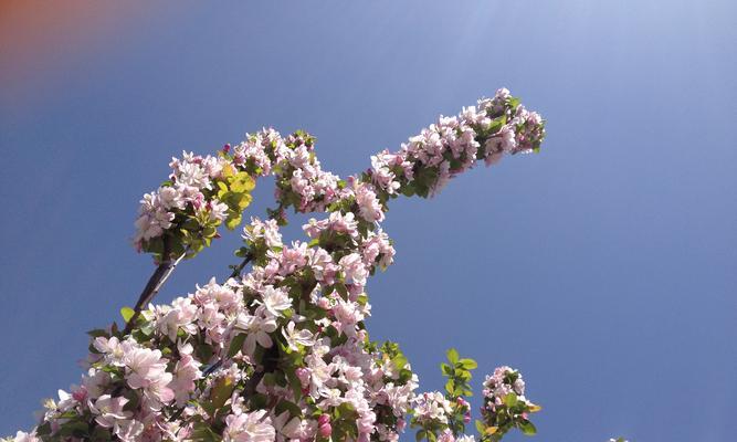 苹果（以苹果为媒介）