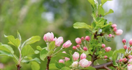 苹果（以苹果为媒介）