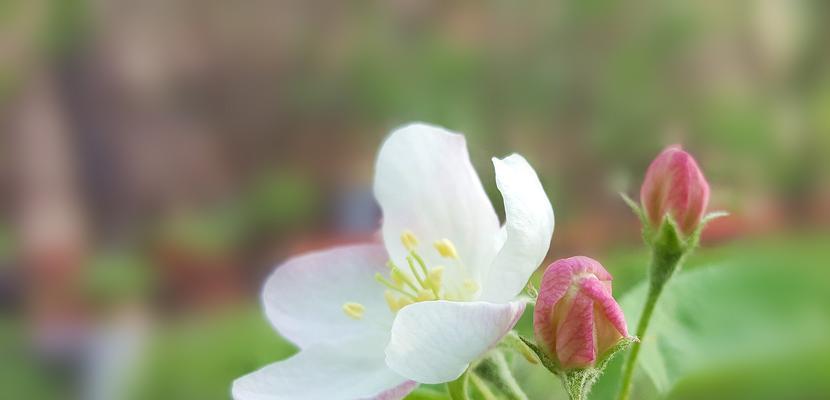 苹果花的象征意义与寓意（探寻苹果花的神秘密码及文化内涵）