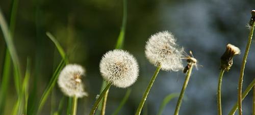 蒲公英的寓意与象征意义（蒲公英的勇敢坚持与自由精神）