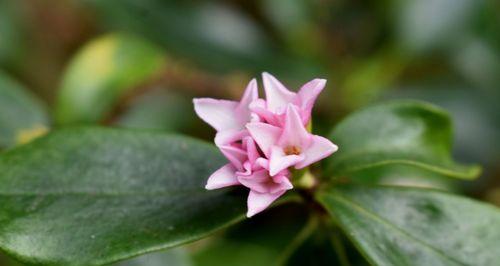 瑞香花花语与象征意义（探寻瑞香花的花语和代表意义）