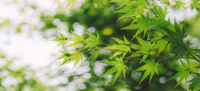 沙枣花（沙枣花的花语和寓意）