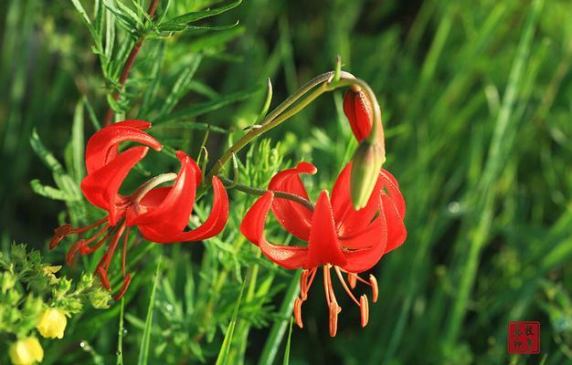 山丹花——力量与希望的象征（花开如锦）