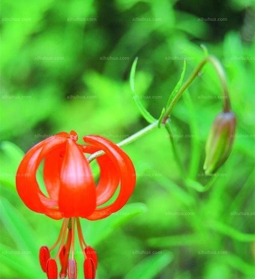 山丹花——力量与希望的象征（花开如锦）