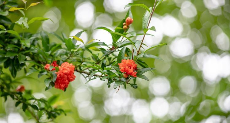石榴开花的花语与寓意（石榴花的美丽与象征力）