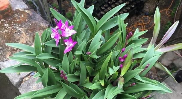 以石斛开花的寓意及其兆头（揭开石斛开花的奥秘）