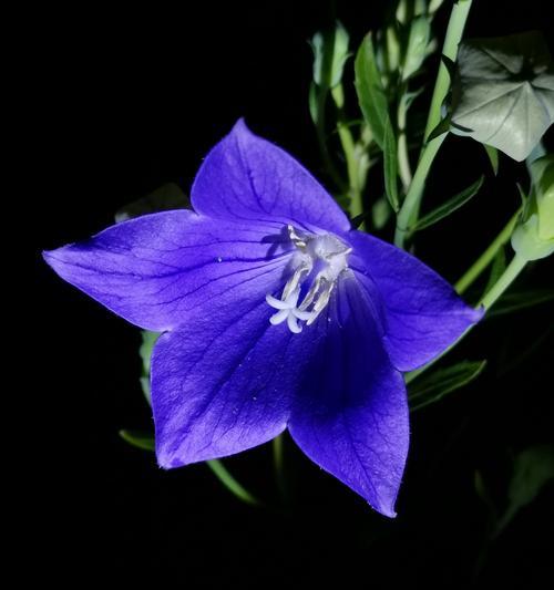 花语之爱（探索花卉象征爱情的深层含义）