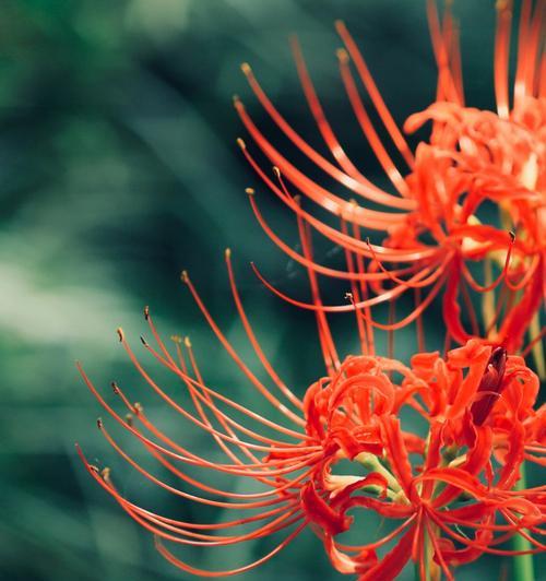 花语之爱（探索花卉象征爱情的深层含义）
