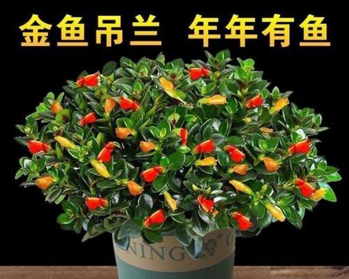 以什么花代表财运（探索花卉象征财富的奥秘）
