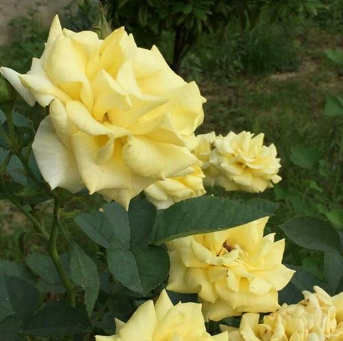 以花代表道歉，传递真诚的歉意（花语道歉）