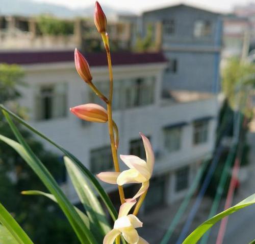 孤傲清冷——冰心花语（冷傲之花）