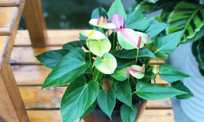 花开幸运花开好运（探寻花语的神秘力量）