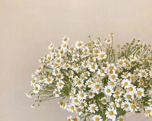爱自己之花语——以菊花为主题的自我关爱之旅（用菊花的花语）