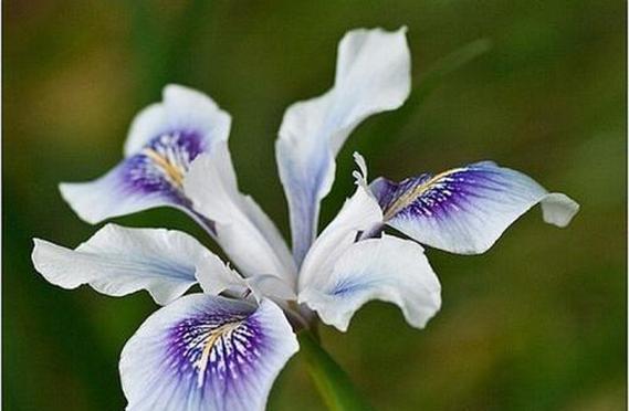 花语悲伤（深情不语）