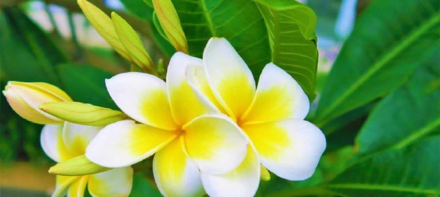 灿烂如花（阳光般灿烂）