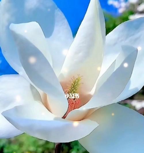 纯洁之花（探寻百合花的纯洁之美）