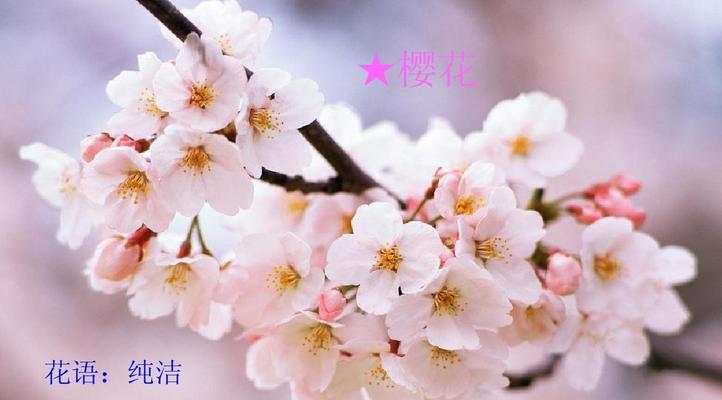 纯洁之花（探寻百合花的纯洁之美）