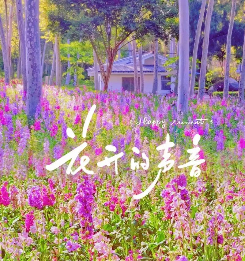错过，悔恨与教训（以红玫瑰为主题的花语传递的悲伤与遗憾）