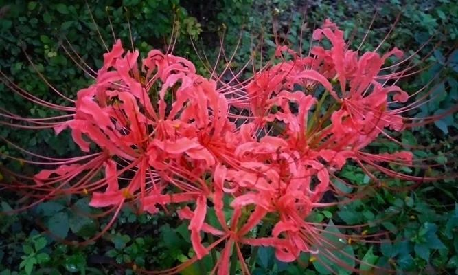 错过，悔恨与教训（以红玫瑰为主题的花语传递的悲伤与遗憾）