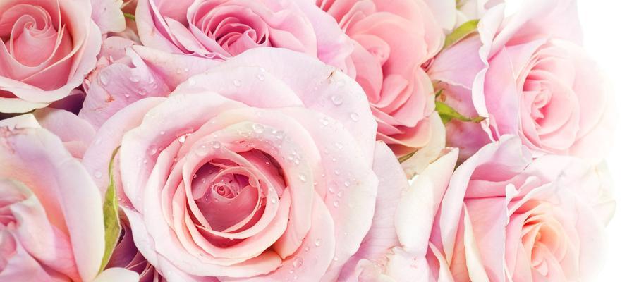 等我——以百合花的花语为主题的文章（用百合花语诠释等待的意义与情感）