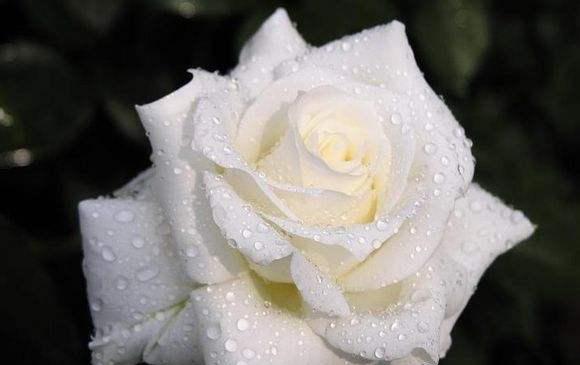 百合花的花语（纯洁与守护的象征）