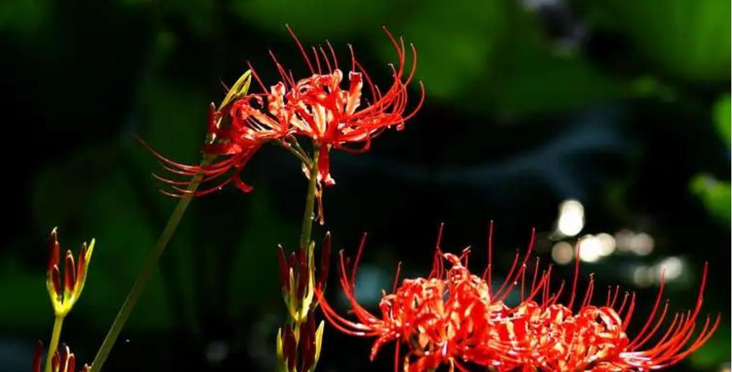 花语揭示分手的真相（以郁金香花语探寻爱情的边界）