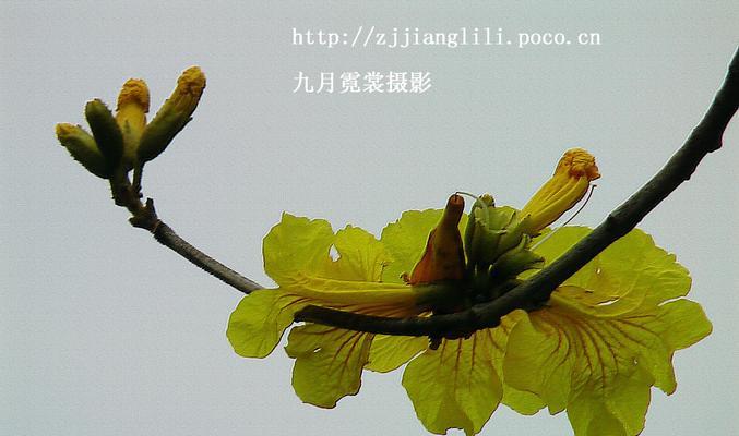 感恩之花语——以向日葵为例（向日葵的花语与感恩之义）