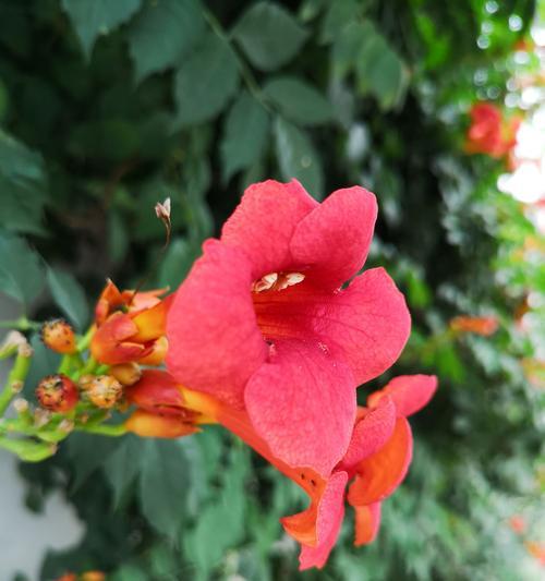 感恩之花(传递感激之情)