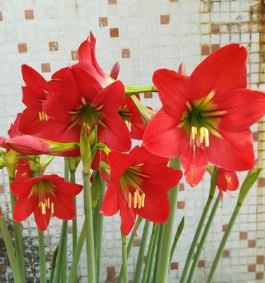 感恩之花（传递感激之情）