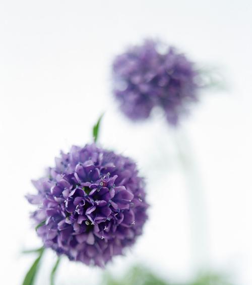 感谢之花（用康乃馨表达感激之情）