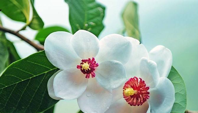 高冷花语（揭秘高冷花语）