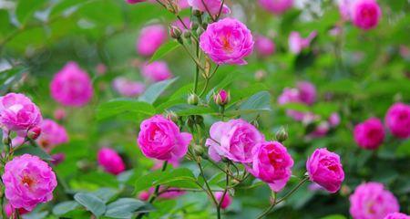 高冷花语（揭秘高冷花语）