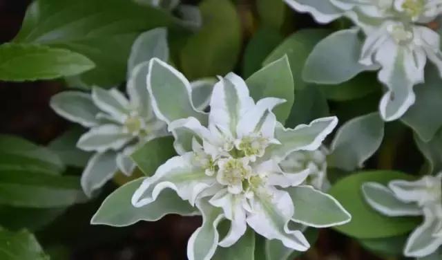 高冷花语（揭秘高冷花语）