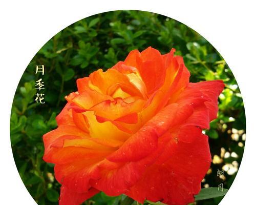 以玫瑰花的花语为主题的告白（爱情的真挚表达与心灵的共鸣）