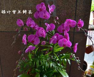 怎样栽培蝴蝶兰（家庭蝴蝶兰养护与管理）