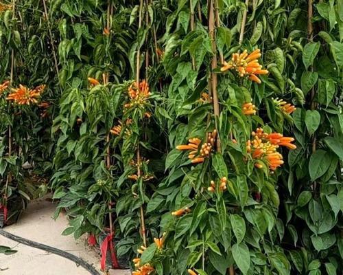 炮仗花是常绿植物吗（有关炮仗花的养护要点）