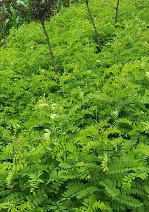 紫穗槐怎么种植（紫穗槐栽培管理技术）