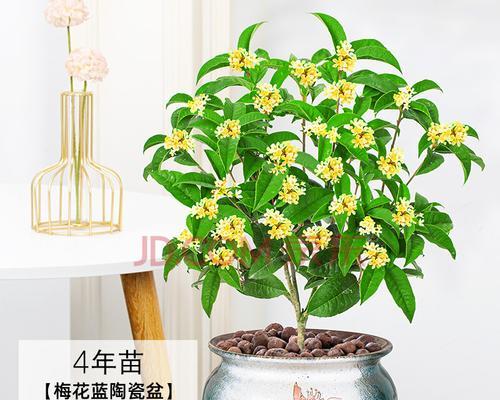 夏天栽桂花什么方法能活（适合夏天养的花卉介绍）
