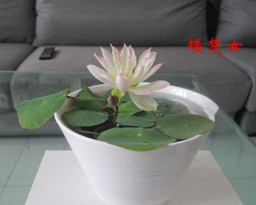 如何养好碗莲（掌握养殖技巧）