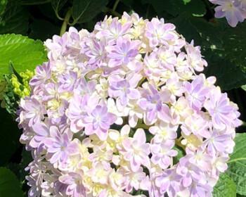 绣球花花期是几月（关于绣球花养护要点）