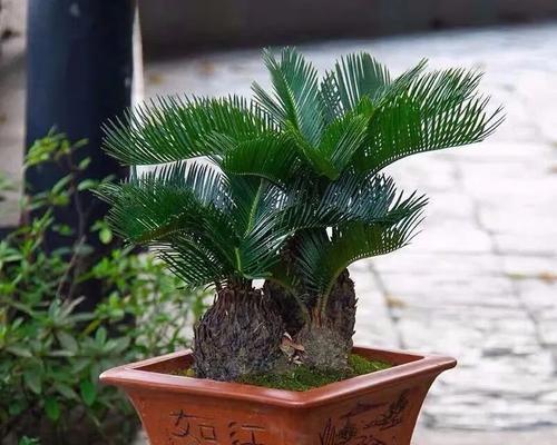 铁树用什么肥料比较好（铁树的肥料需求与正确方法）