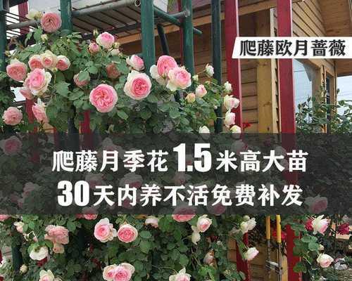 月季花如何养护（月季的栽培技术要点）