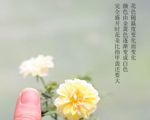 月季花如何养护（月季的栽培技术要点）