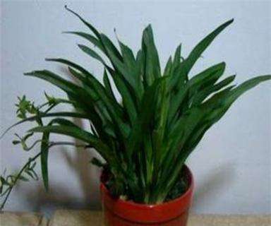 观叶植物有哪些品种（10种常见观叶植物大全）