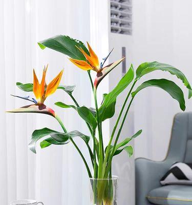 观叶植物有哪些品种（10种常见观叶植物大全）