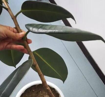 怎样种橡皮树盆栽（橡皮树养护的正确方法）