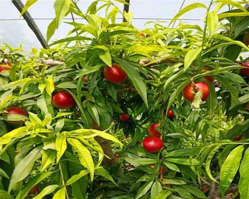 桃树苗几月份栽活（桃树种植方法和时间）